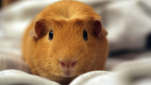 Hamster Wallpapers Hq
