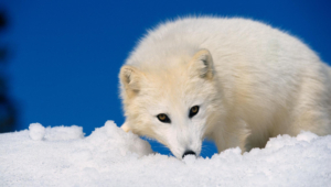 Arctic Fox 4k