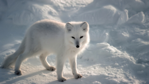 Arctic Fox High Quality Wallpapers