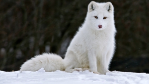 Arctic Fox Photos