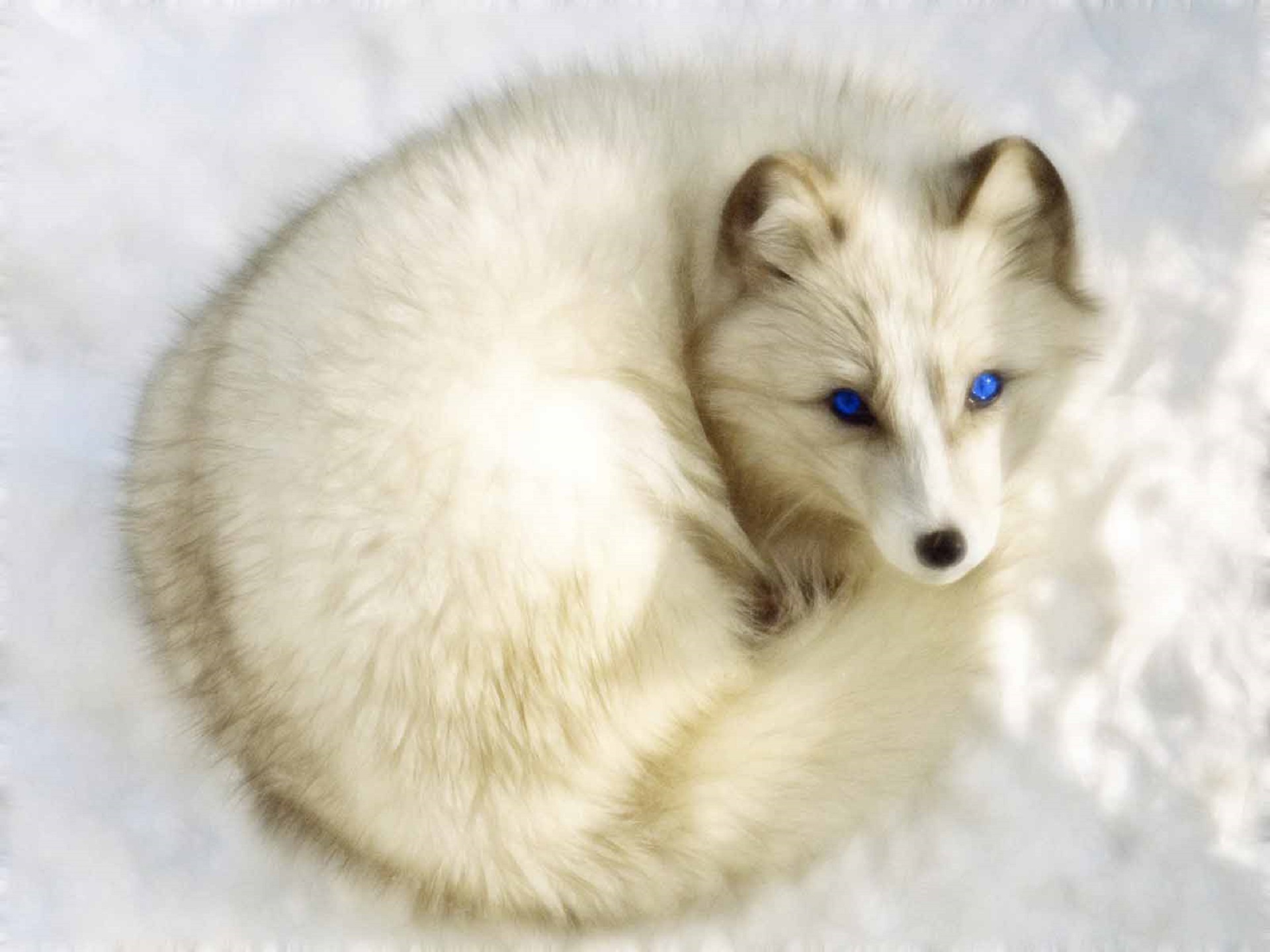 Arctic Fox Wallpapers Images Photos Pictures Backgrounds