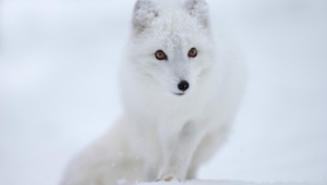 Arctic Fox Wallpapers