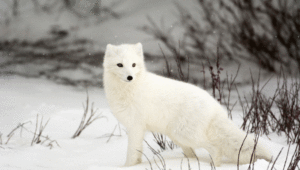 Arctic Fox Widescreen