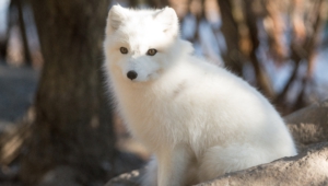 Arctic Fox For Desktop