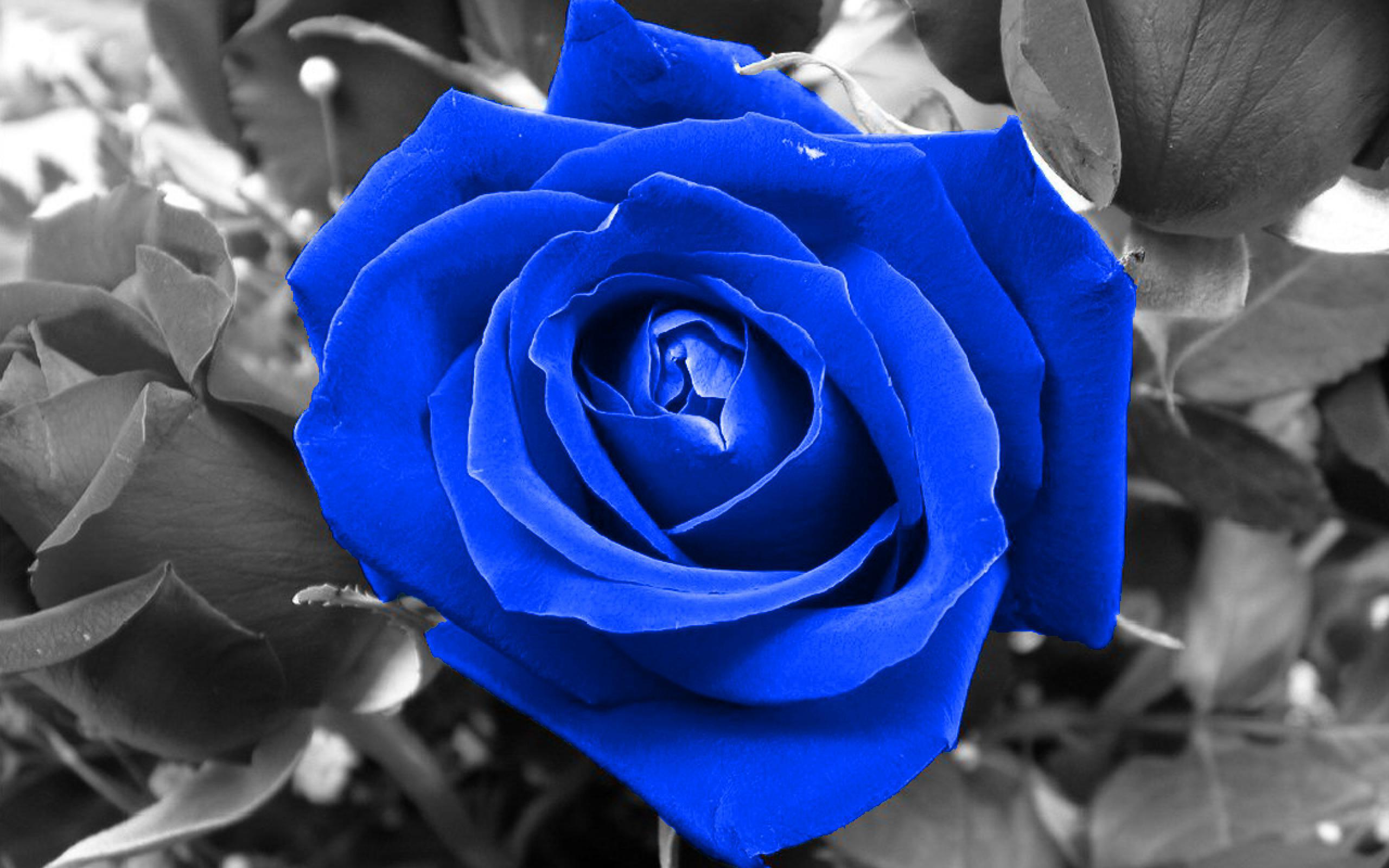 Blue Rose Wallpapers Images Photos Pictures Backgrounds