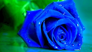Blue Rose Hd Background