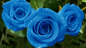 Blue Rose Hd Wallpaper