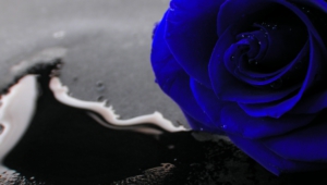 Blue Rose High Quality Wallpapers