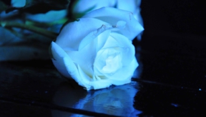 Blue Rose Photos