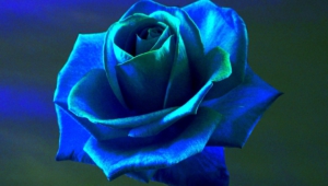 Blue Rose Wallpaper