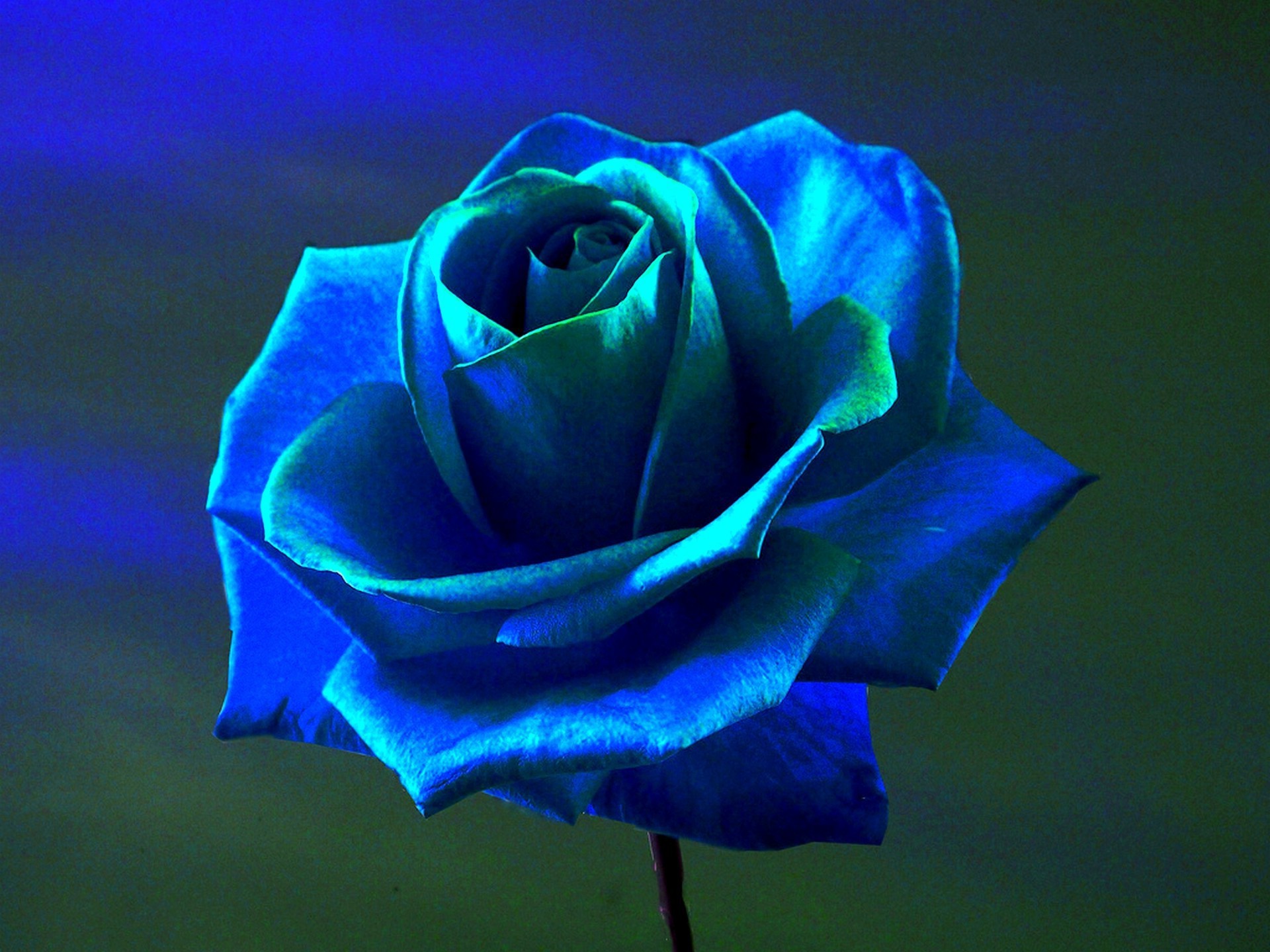 Blue Rose Images Hd Wallpaper Download : Wallpaper: Blue Rose ...