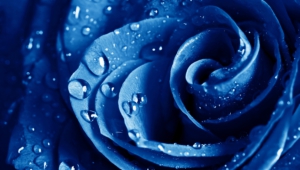 Blue Rose Wallpapers Hd