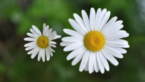 Chamomile Computer Backgrounds