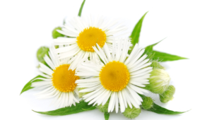 Chamomile High Definition Wallpapers