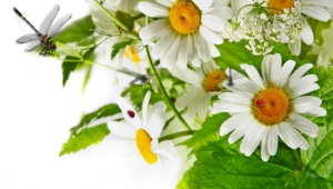 Chamomile Wallpapers Hd