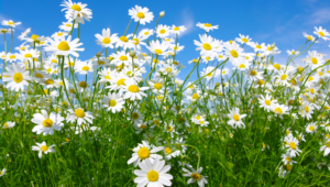 Chamomile Wallpapers Hq
