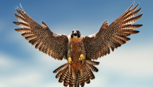 Falcon Background