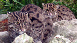 Fishing Cat High Definition Wallpapers