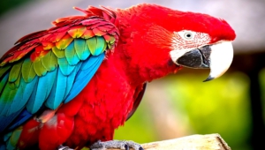 Macaw 4k