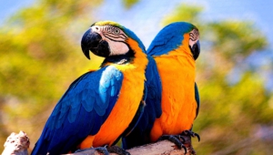 Macaw Hd