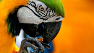 Macaw High Quality Wallpapers
