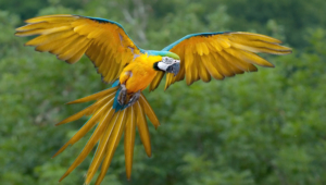 Macaw Sexy Wallpapers