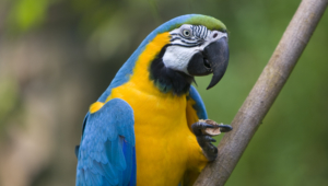 Macaw Wallpaper For Computer