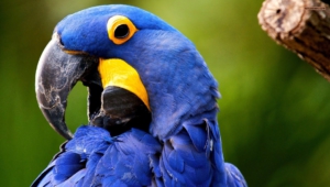 Macaw Wallpapers Hd