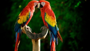 Macaw Wallpapers Hq
