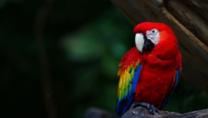 Macaw For Desktop Background