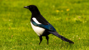 Magpie Wallpaper For Laptop
