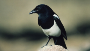 Magpie Wallpapers Hd