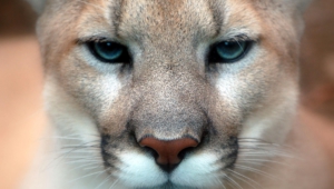 Mountain Lion Images