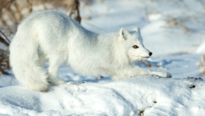 Pictures Of Arctic Fox