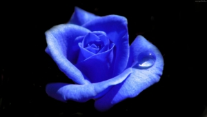 Pictures Of Blue Rose