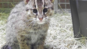 Pictures Of Fishing Cat