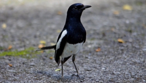 Pictures Of Magpie