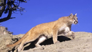 Pictures Of Mountain Lion