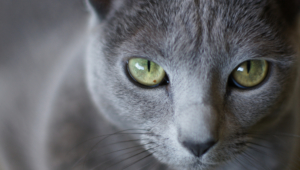Pictures Of Russian Blue