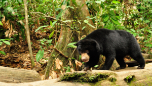 Pictures Of Sun Bear