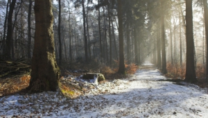 Pictures Of Winter Forest