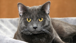 Russian Blue Background