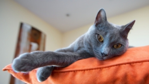 Russian Blue High Definition Wallpapers