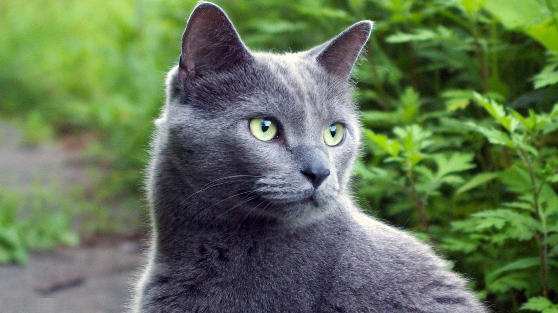 Russian Blue Wallpapers Images Photos Pictures Backgrounds