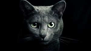 Russian Blue Wallpapers Hq