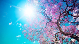 Spring Wallpapers Hd