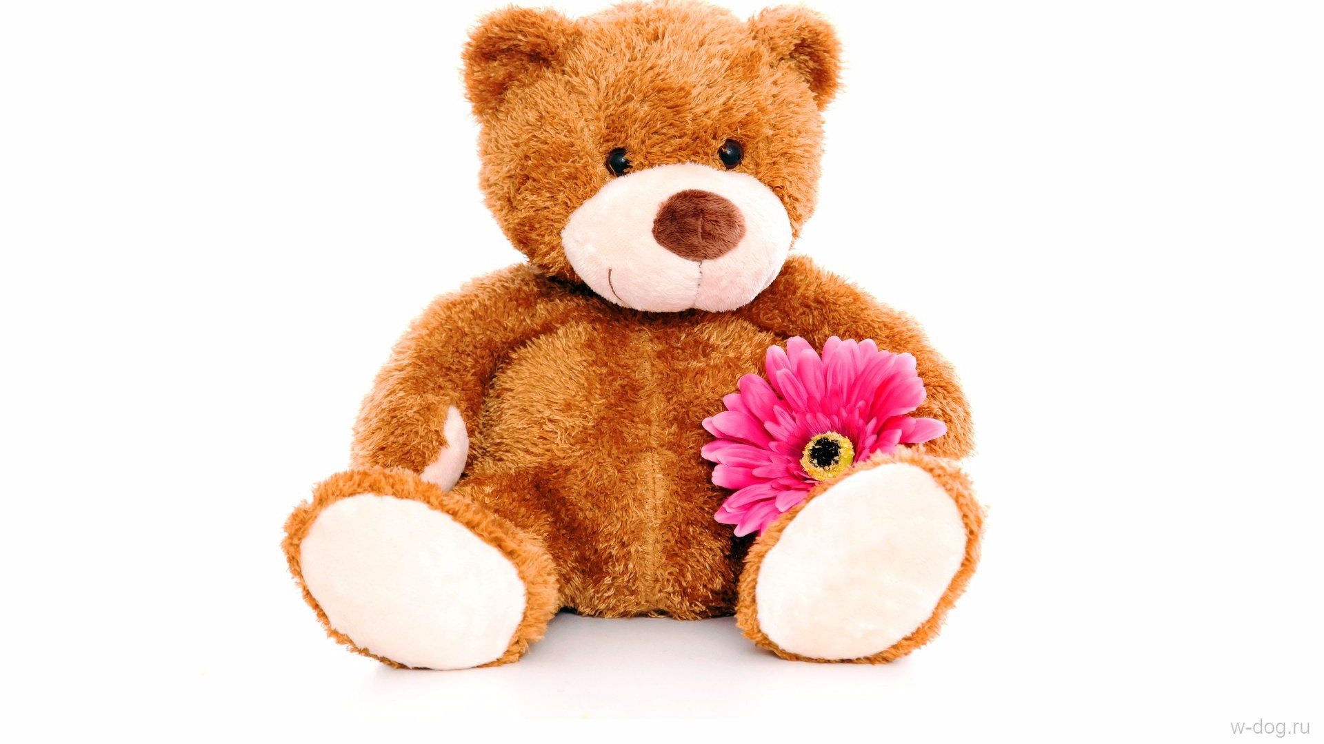 Teddy Bear Wallpapers Images Photos Pictures Backgrounds
