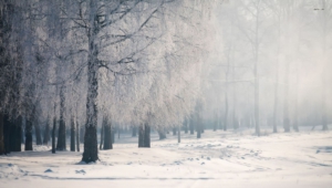 Winter Forest Computer Backgrounds