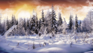 Winter Forest Hd