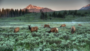 Yellowstone National Park Desktop